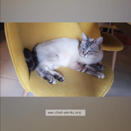 Photo 1/1 Pilou Chat perdu à Boulaur