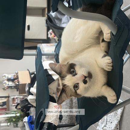 Photo 1/1 Chat retrouvé Perdu à Saint Etienne