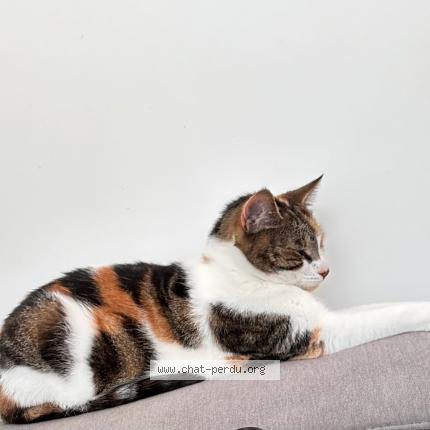 Photo de chat perdu à Gisors