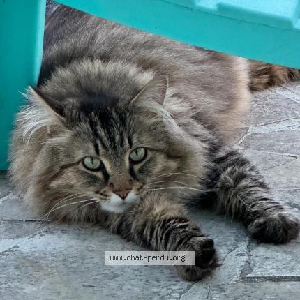Photo de chat perdu à Aytre