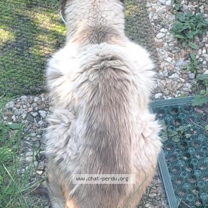 Photo 1/1 Chat retrouvé Trouvé à Guyancourt