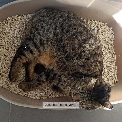 Photo de chat perdu à Biganos