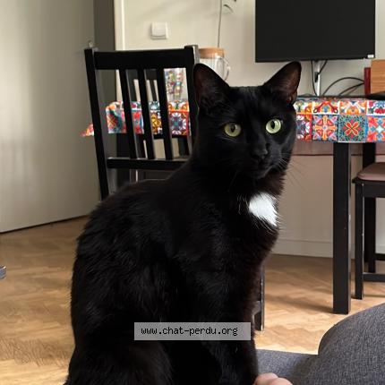 Photo 1/1 Chat retrouvé Perdu à Villejuif