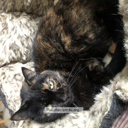 Photo de chat perdu à Ivry Sur Seine