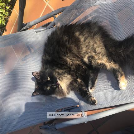 Photo 1/1 Noushka Chat perdu à Tavernes