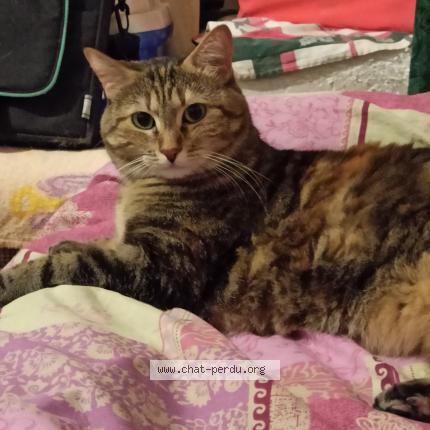 Photo 1/1 Chat retrouvé Perdu à Montreuil