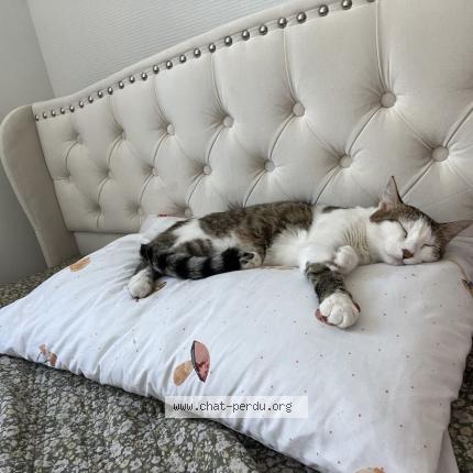 Photo de chat perdu à Saint Etienne