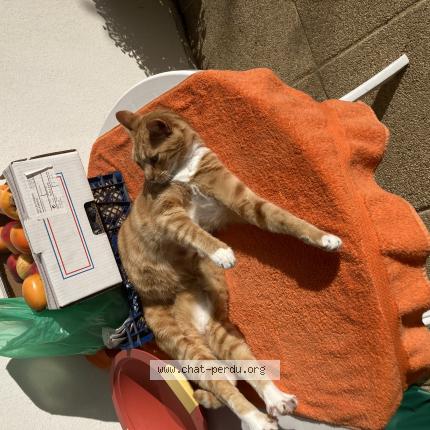 Photo de chat perdu à Tours