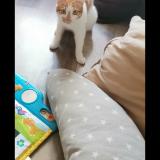 Photo de chat perdu à Priay