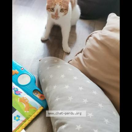 Photo 1/1 Chat retrouvé Perdu à Priay