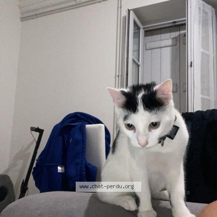 Photo 1/1 Chat retrouvé Perdu à Tournus