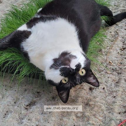 Photo de chat perdu à L Hay Les Roses