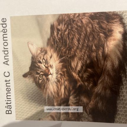 Photo 1/1 Chat retrouvé Perdu à Blagnac