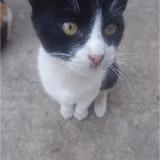 Photo de chat perdu à Ancon Santa Rosa