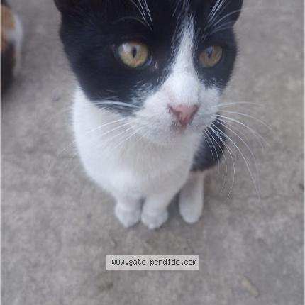 Photo 1/1 Theo Chat perdu à Ancon santa rosa