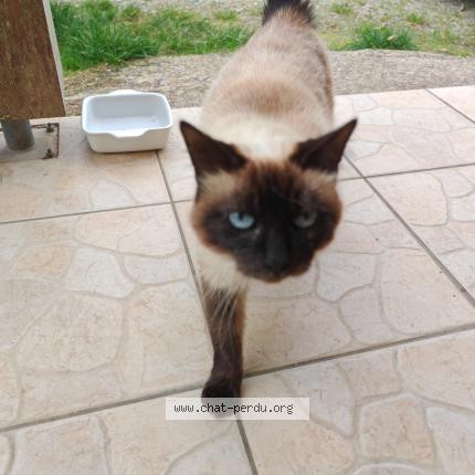 Photo de chat trouvé à Baud