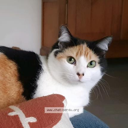 Photo 1/1 Sunny Chat perdu à Nozay