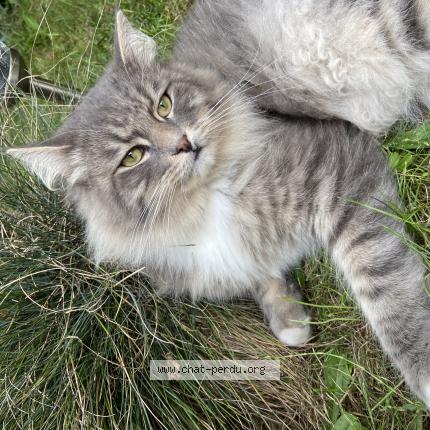 Photo 1/1 Chat retrouvé Perdu à Pommeuse