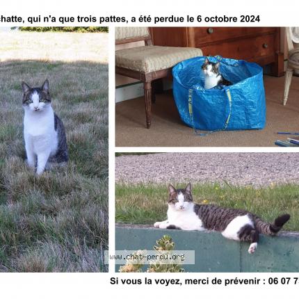 Photo de chat perdu à Renaze