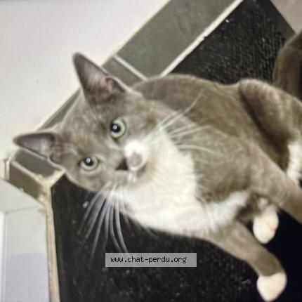 Photo de chat perdu à Aulnay Sur Iton