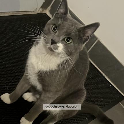 Photo 2/2 Chat retrouvé Perdu à Aulnay Sur Iton