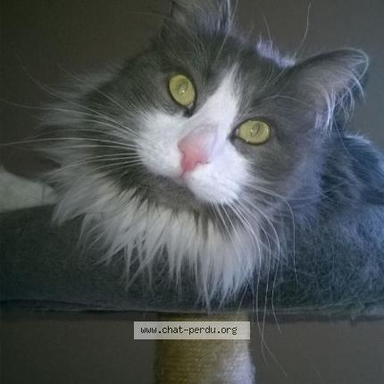 Photo de chat perdu à Bordeaux