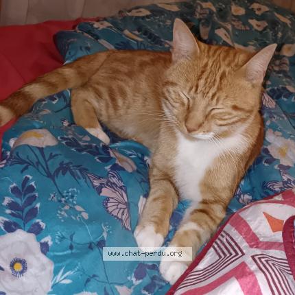 Photo 1/1 Usher Chat perdu à Beauvois en cambresis