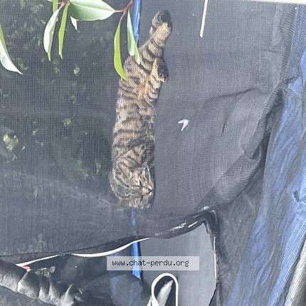 Photo 1/1 Olaf Chat perdu à Cornebarrieu