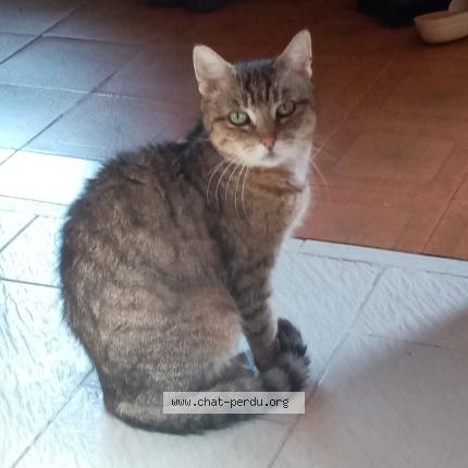 Photo 1/1 Chat retrouvé Perdu à Rosoy