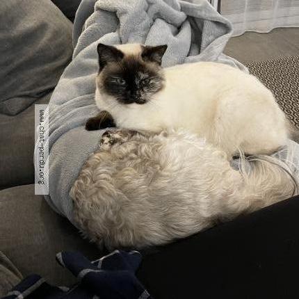Photo de chat perdu à Sainte Consorce