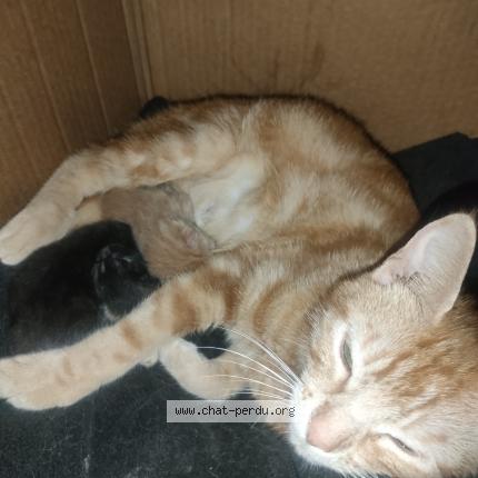 Photo 1/1 Chat retrouvé Perdu à Salies Du Salat