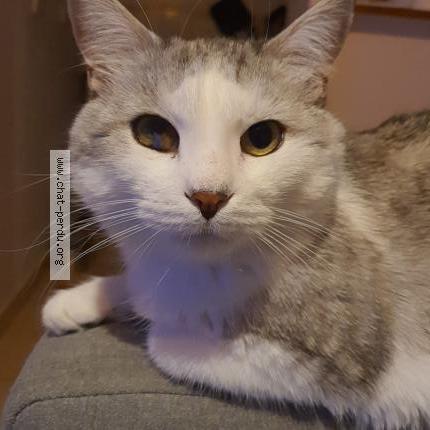 Photo de chat perdu à Paris
