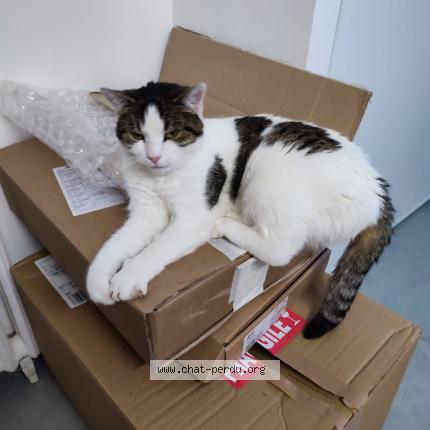Photo de chat perdu à Lassy