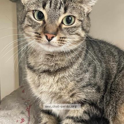 Photo 1/1 Chat retrouvé Perdu à Brest