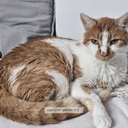 Photo 1/1 Comtuveu Chat perdu à Athis mons