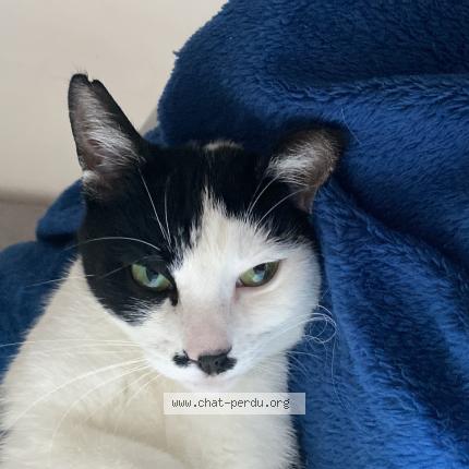 Photo de chat trouvé à Montauban