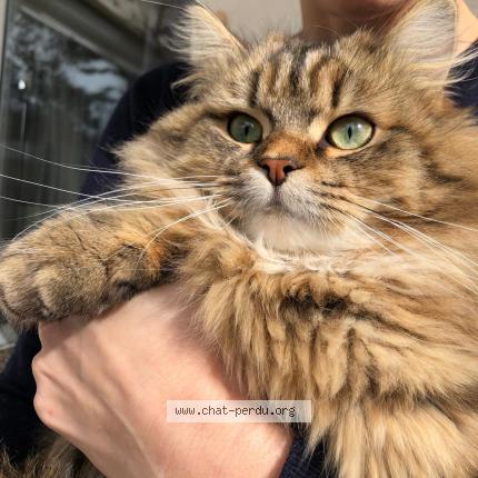 Photo 1/1 Jimmy Chat perdu à Excenevex