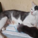 Photo de chat perdu à Carnas