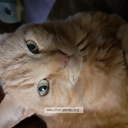 Photo 1/1 Manou Chat perdu à Luneville