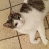 Photo de chat perdu à La Chapelle De Guinchay