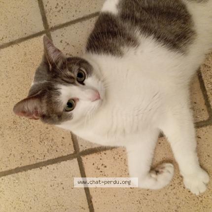 Photo 1/1 Chat retrouvé Perdu à La chapelle de guinchay