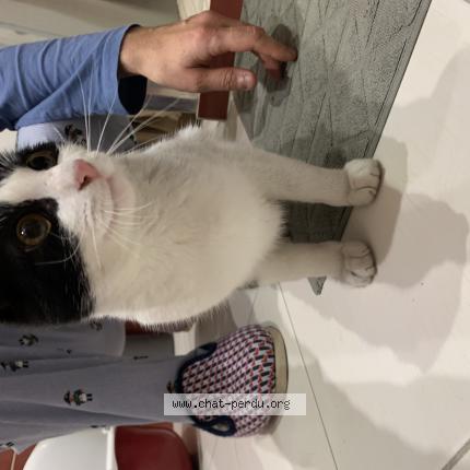 Photo 1/1 Chat retrouvé Trouvé à Montlucon