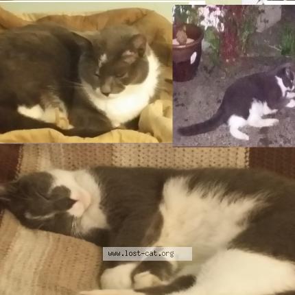 Photo 1/1 Lucky Chat perdu à Snoqualmie