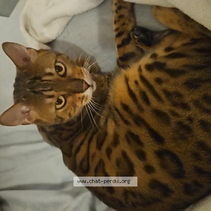 Photo de chat perdu à Morizes