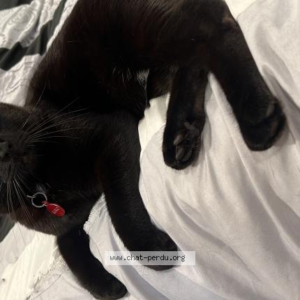 Photo 1/1 KURO Chat perdu à Montreal