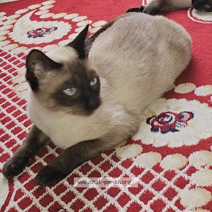 Photo de chat perdu à Chennevieres Sur Marne
