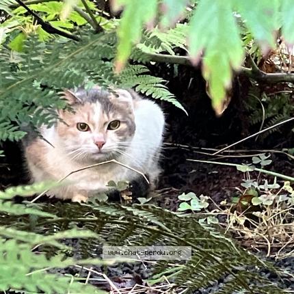 Photo de chat trouvé à Lyon