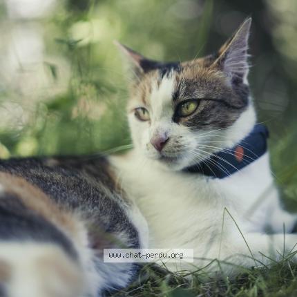 Photo de chat perdu à Besancon