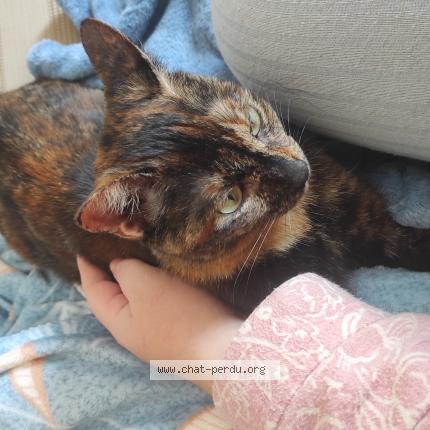 Photo de chat perdu à Rosselange