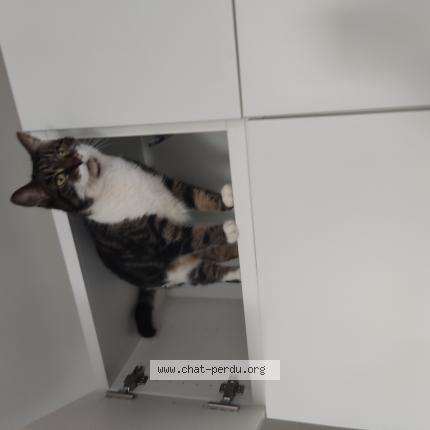 Photo de chat perdu à Maisons Alfort